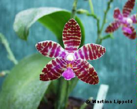 lueddemanniana-mindanao.jpg