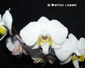 philippinensis.jpg