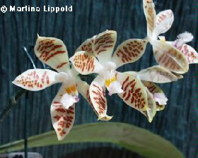 sumatrana-var-zebrina.jpg