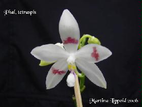 tetraspis_gestreift.jpg