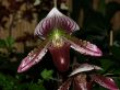 Paph Maudiae x Ambiente.jpg