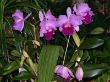 Blc. Pamela Finney.jpg