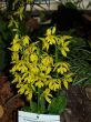 Calanthe striata.jpg