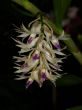 Dend. amethystoglossum.jpg