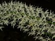 Dend. speciosum1.jpg