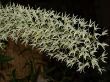 Dend. speciosum2.jpg