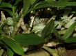 Dendrobium spec..jpg