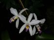 Laelia anceps var. semialba.jpg