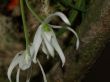 Leptotes bicolor var. alba.jpg