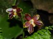 Phal Corona x Ambonosa2.jpg