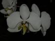 Phal. amabilis.jpg