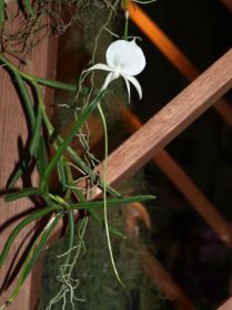 Angraecum scottianum.jpg