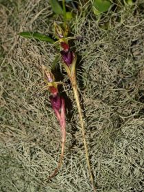 cirrhopetalum ornatissimum.jpg