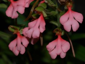 Habenaria rosea2.jpg