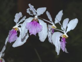 Holcoglossum kimbalianum.jpg