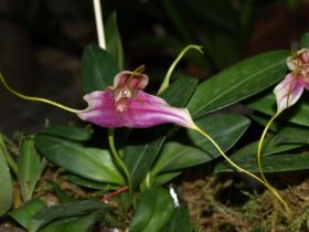 Masdevallia xanthina x elegans1.jpg