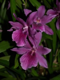 Miltonia Honolulu.jpg