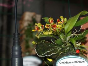 Oncidium coloratum.jpg