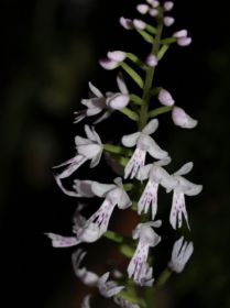 Spathoglottis zambesiatca.jpg