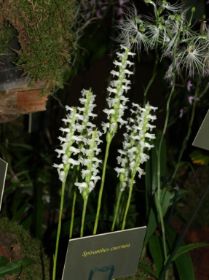 Spiranthes cernua.jpg