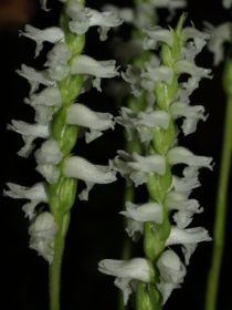 Spiranthes cernua1.jpg