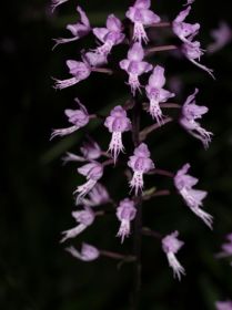 Stenoglottis longiflora.jpg