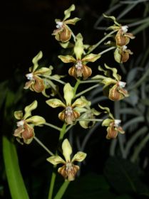 Vanda lamellata.jpg