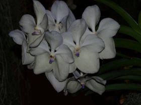 Vanda White Imk.jpg